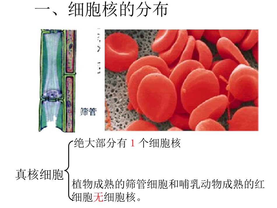 第四节细胞核-(4)_第3页