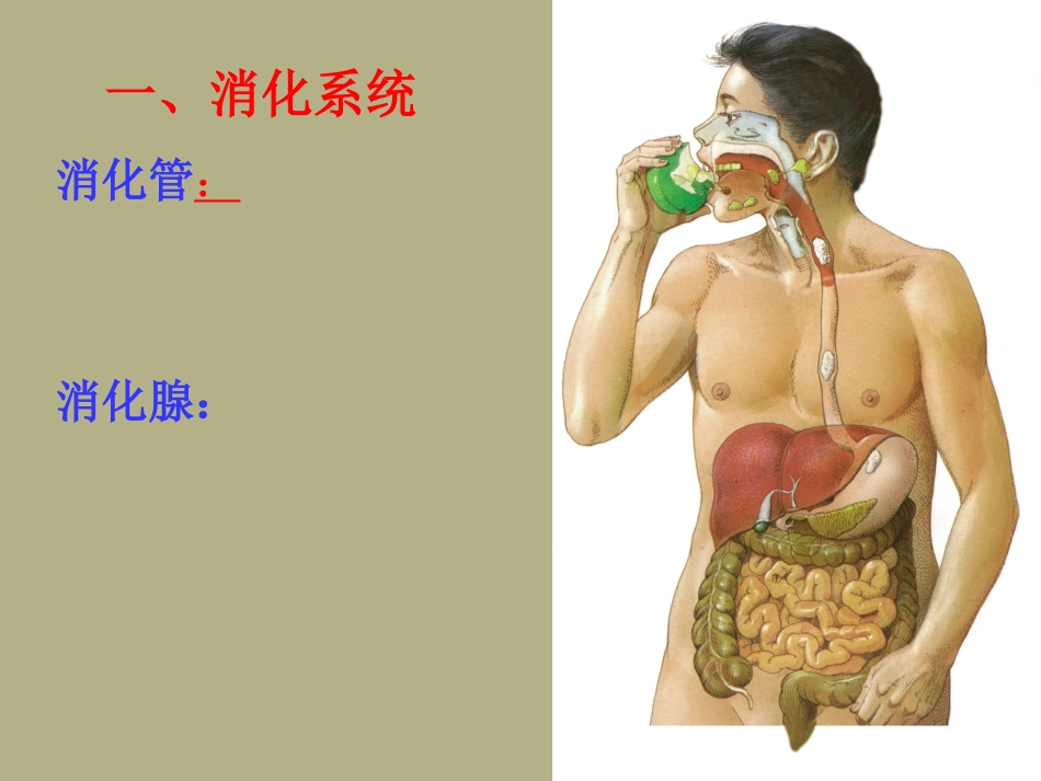 浙江省丽水市缙云县壶滨中学九年级科学上册《食物的消化与吸收》课件-浙教版_第3页