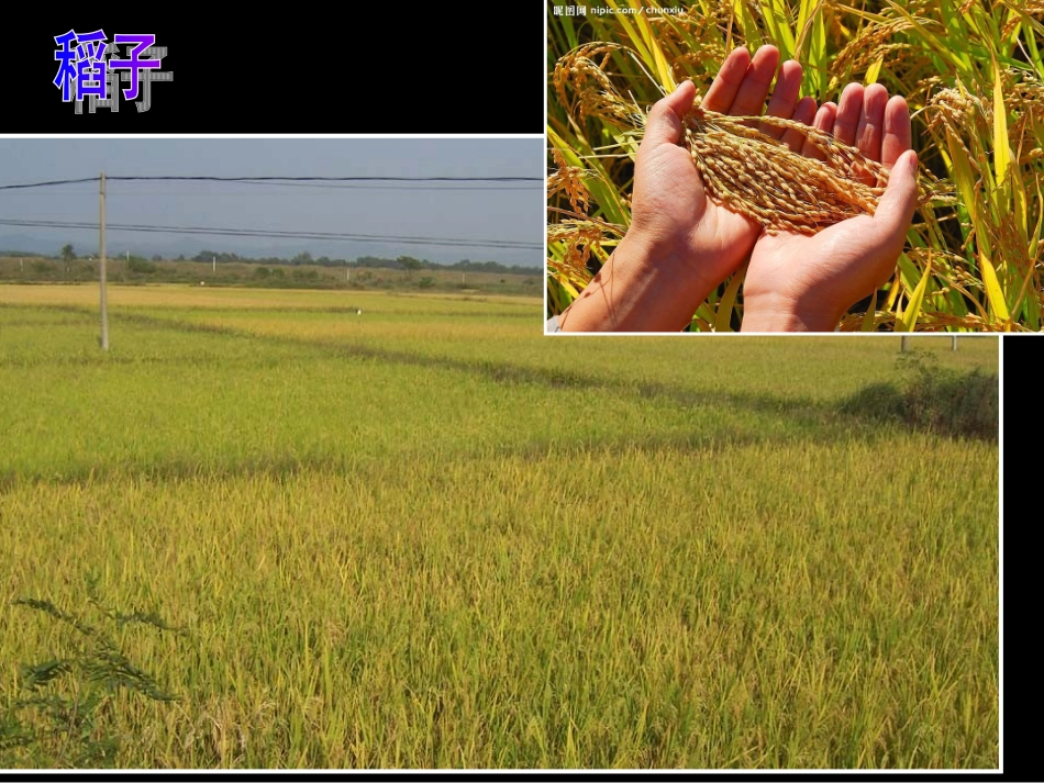 1秋天的图画_第3页