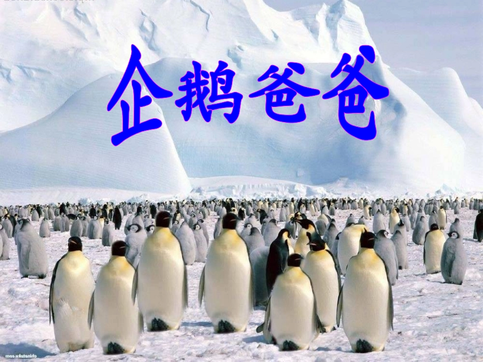 《企鹅爸爸》课件2_第1页