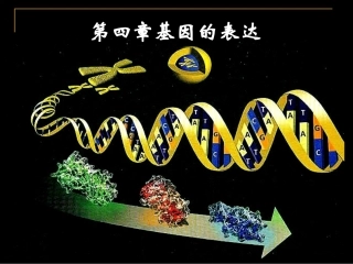 4.1《基因指导蛋白质的合成》课件--曾燕红