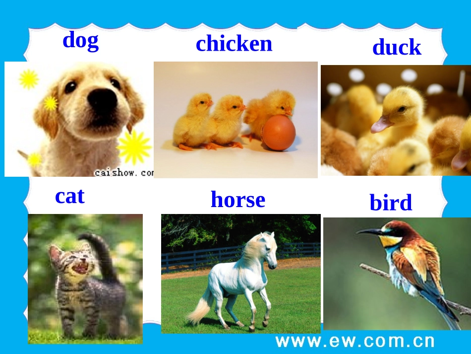 8AUnit5WildanimalsWelcometotheunit(共28张PPT)_第2页
