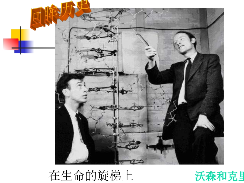 高中生物-DNA分子的结构-课件3人教版必修2_第3页