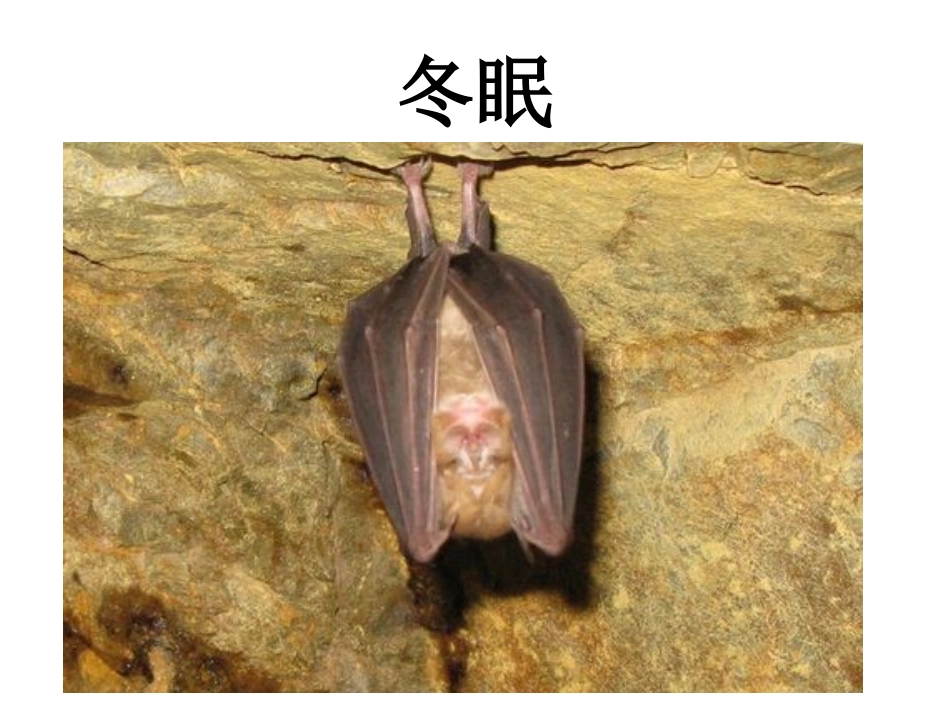 《2-动物怎样过冬》课件1_第2页