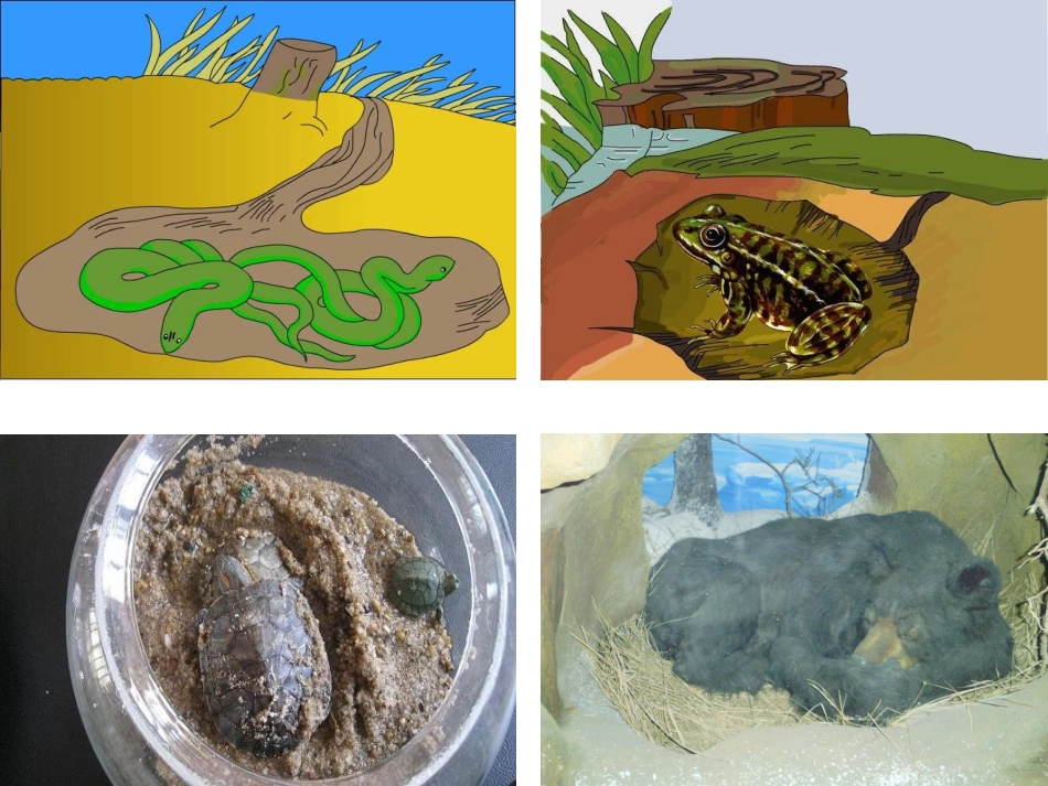 《2-动物怎样过冬》课件1_第3页