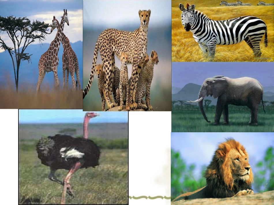 《丰多姆佛罗姆的舞蹈》课件_第2页