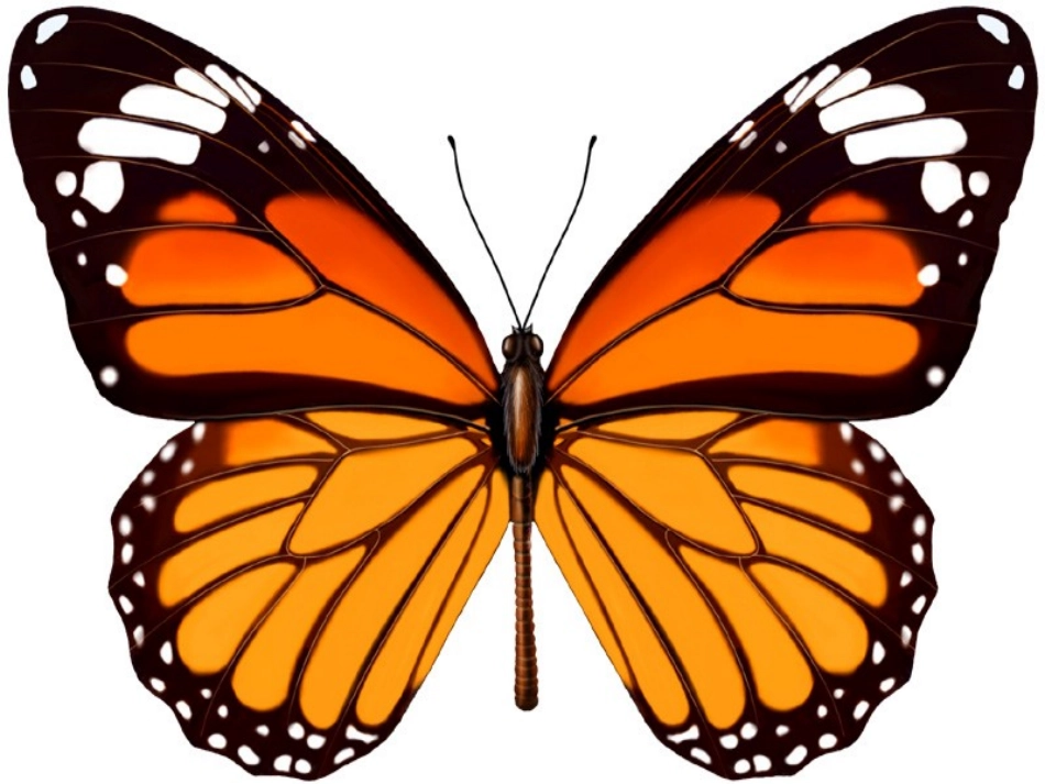 5.1轴对称现象_第2页