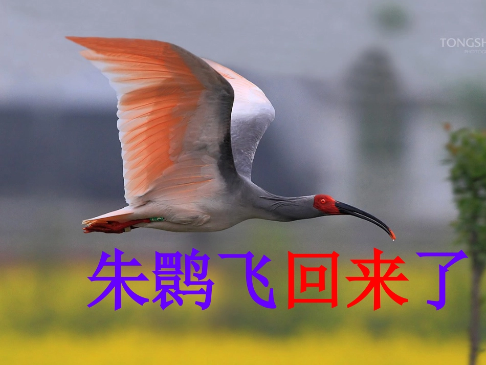 朱鹮飞回来了_第1页