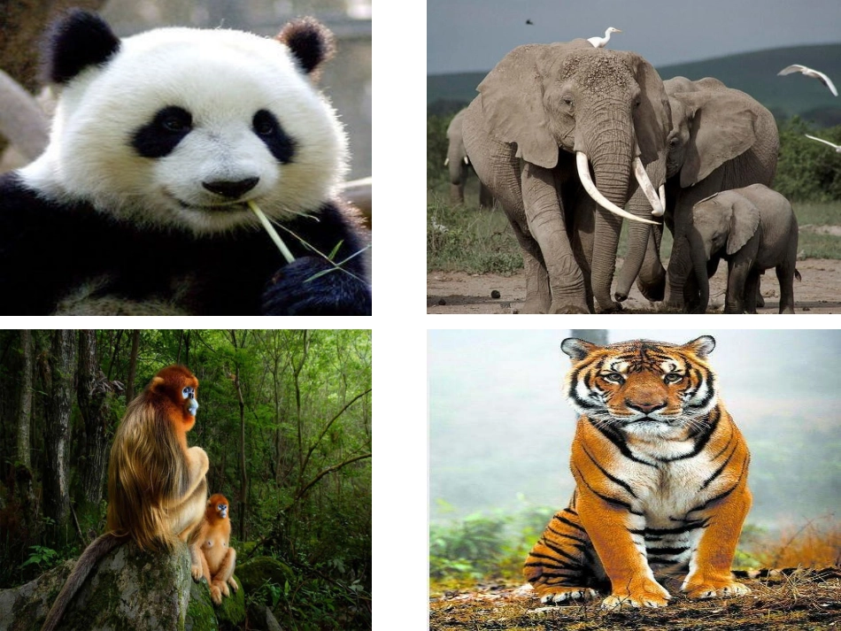 朱鹮飞回来了_第2页