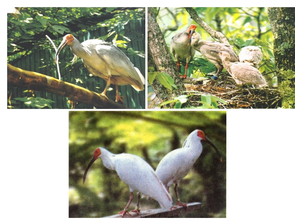 朱鹮飞回来了_第3页