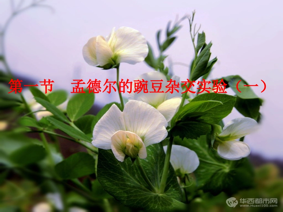 第一节孟德尔遗传试验的科学方法-(2)_第2页