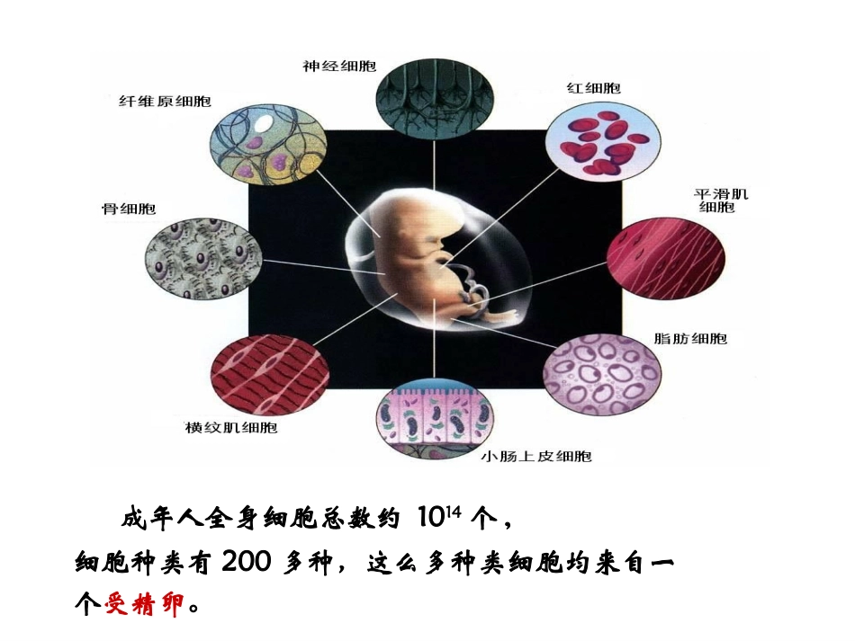 6.2细胞的分化_第3页