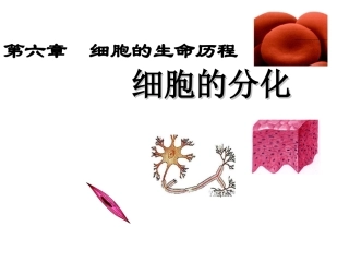 6.2细胞的分化