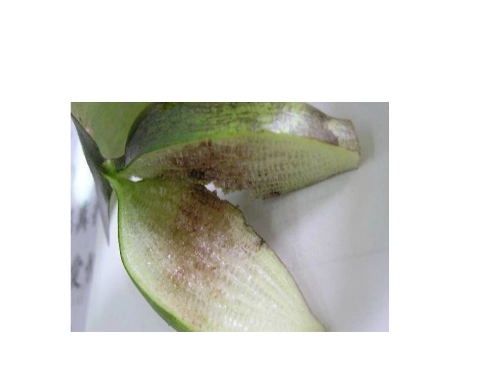 什么是水生植物_第3页