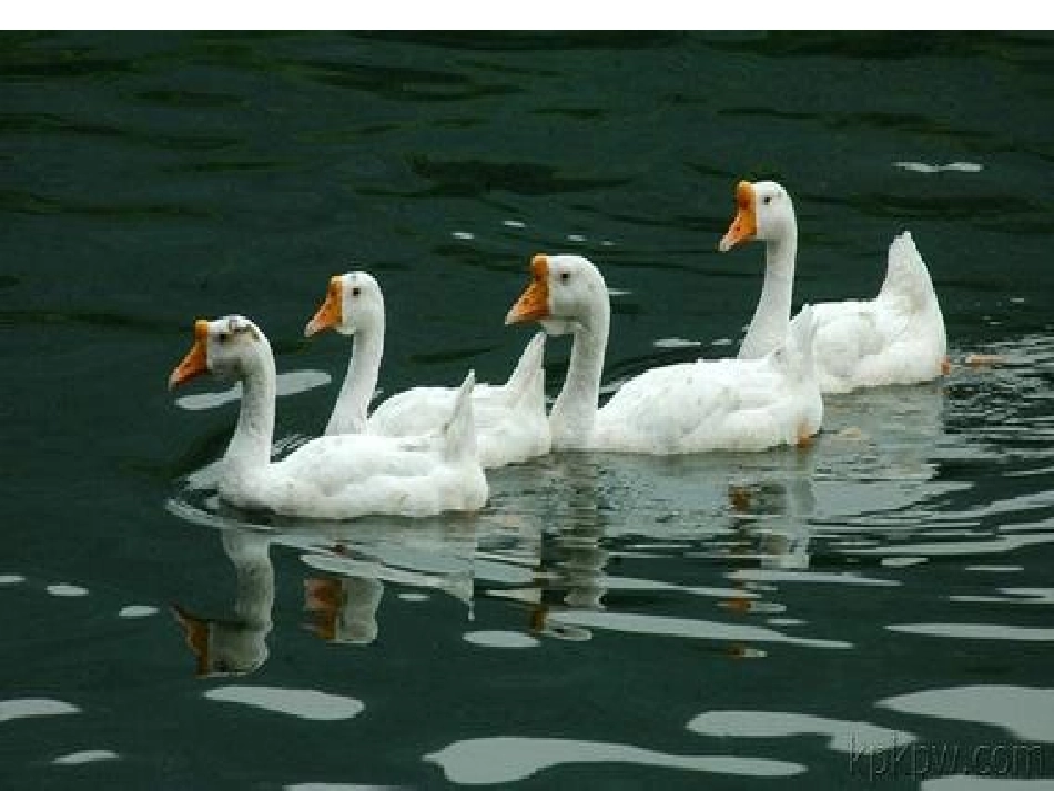 三上《老爷爷赶鹅》_第2页