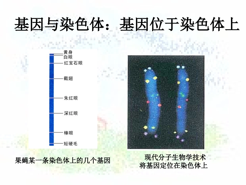 3.4《基因是有遗传效应的DNA片段》-课件10-唐蓓_第1页