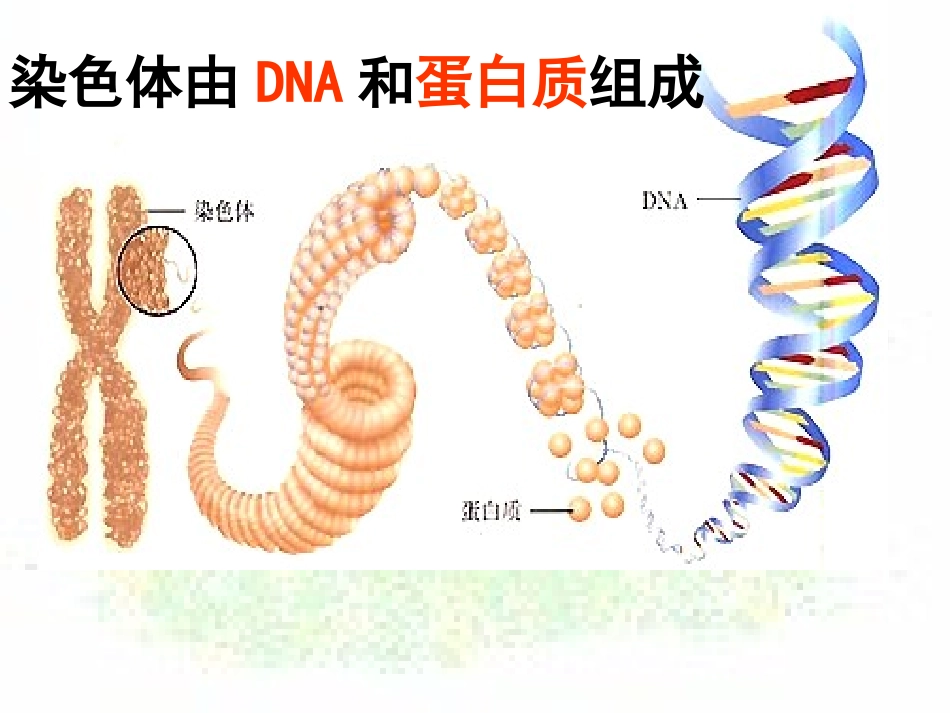 3.4《基因是有遗传效应的DNA片段》-课件10-唐蓓_第2页