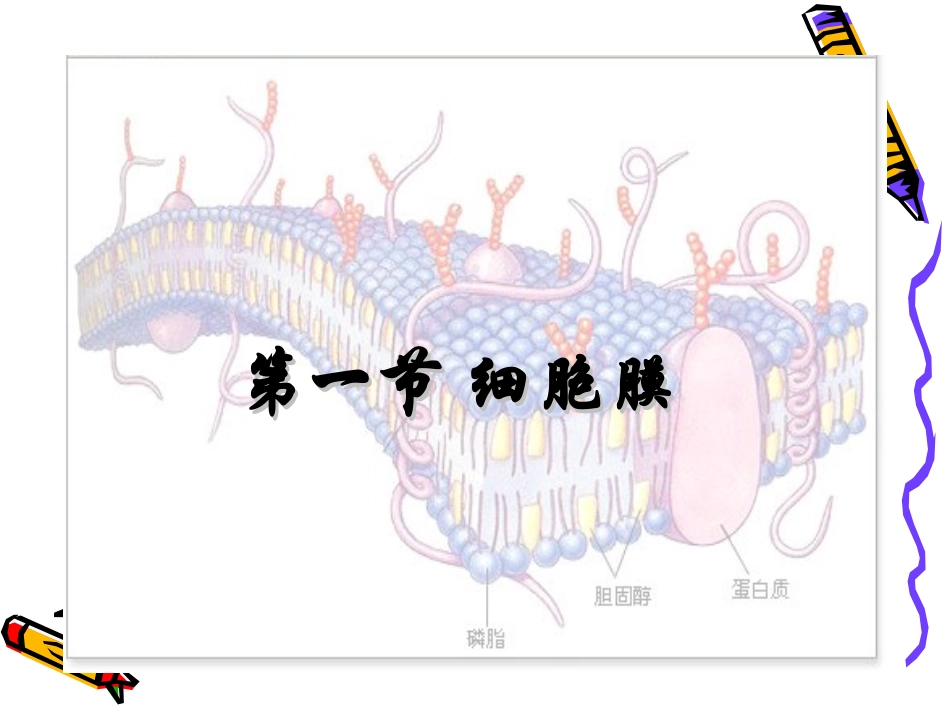 高一生物：3.1《细胞膜》课件(4)(沪科版第一册)_第1页