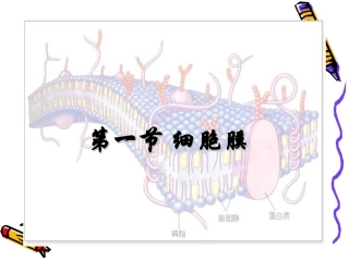 高一生物：3.1《细胞膜》课件(4)(沪科版第一册)