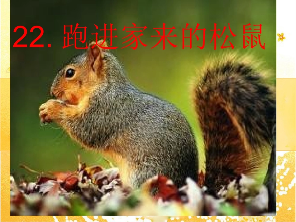 2015春鲁教版语文五下《跑进家来的松鼠》ppt课件4_第1页