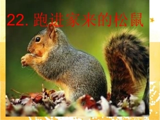 2015春鲁教版语文五下《跑进家来的松鼠》ppt课件4