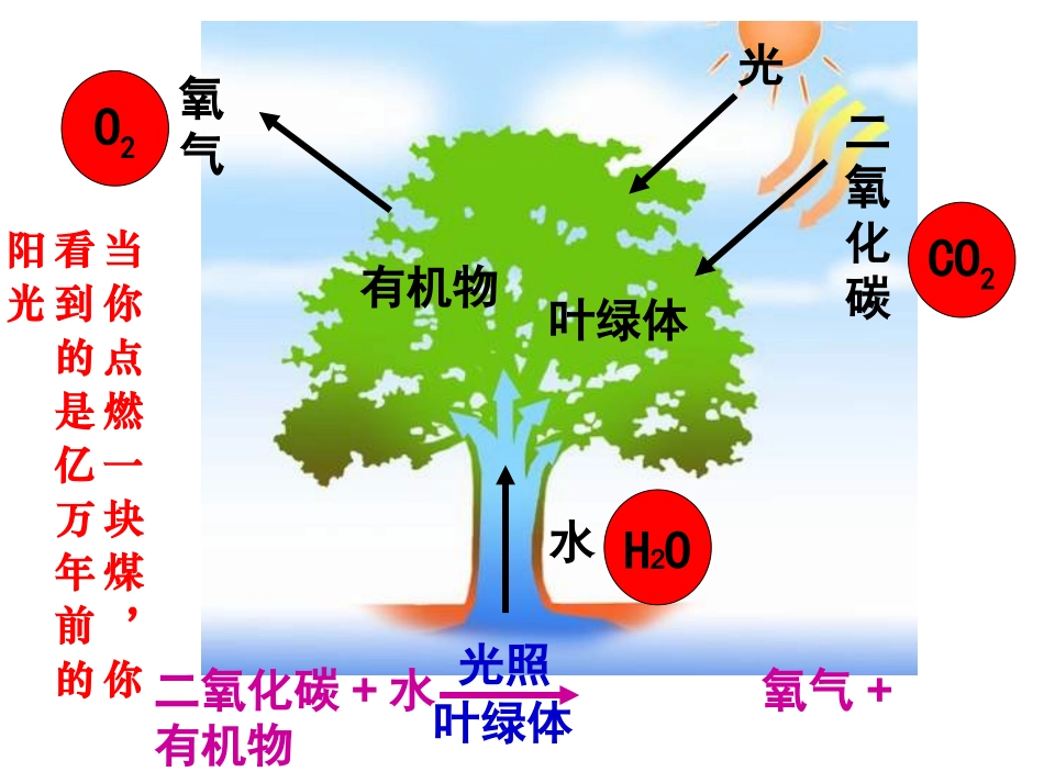 第五章第四节光合作用25ppt-人教版_第2页