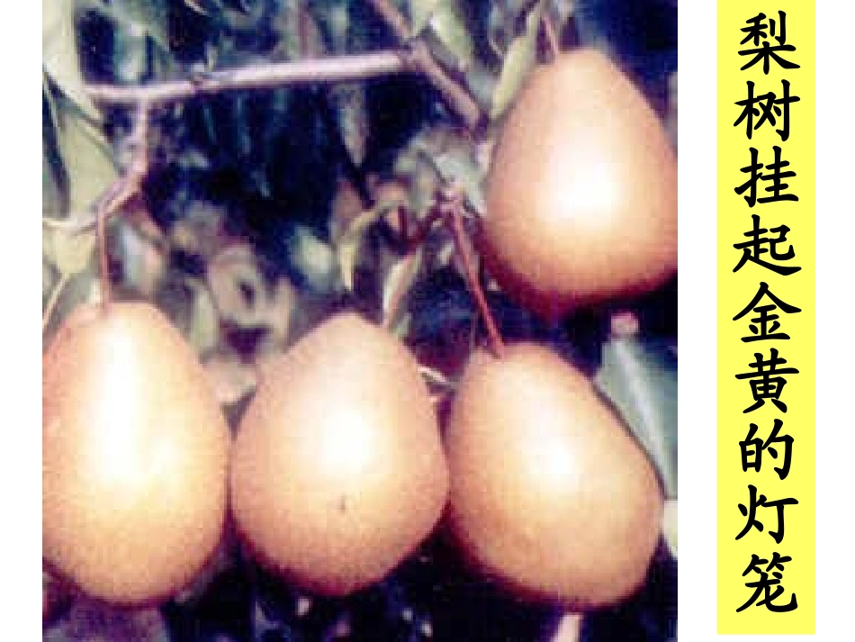 二年级语文上册第一组第一课时课件_第2页