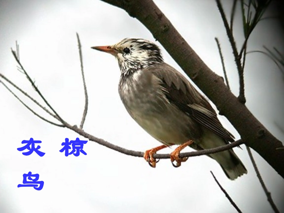 (苏教版)五年级语文下册课件灰椋鸟1_第1页