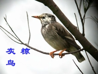 (苏教版)五年级语文下册课件灰椋鸟1