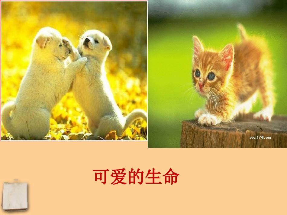 河北省平山县外国语中学七年级政治-31《我最喜欢的生命体》课件-_第3页