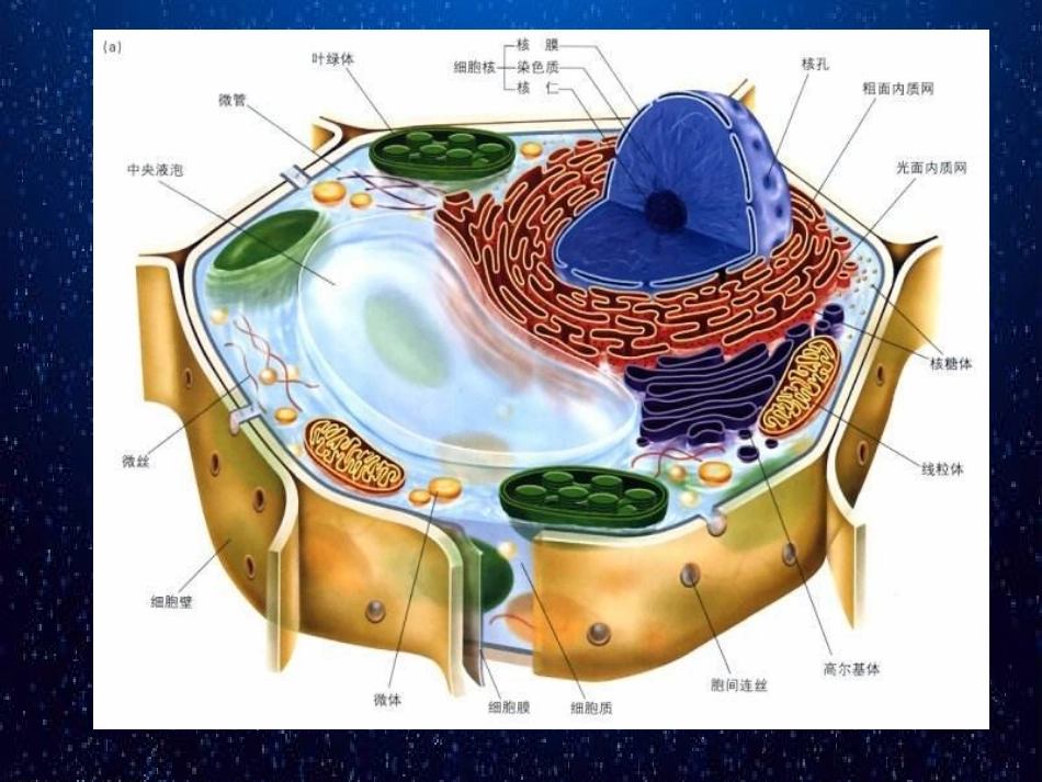 科学前沿组装细胞-(7)_第1页