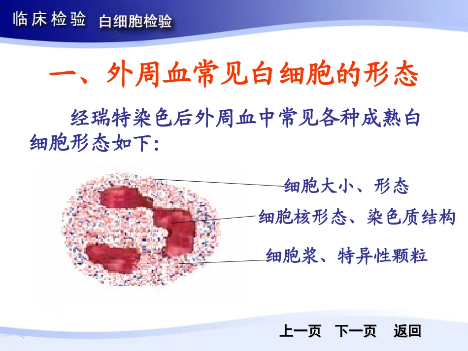 第二节白细胞分类计数_第3页