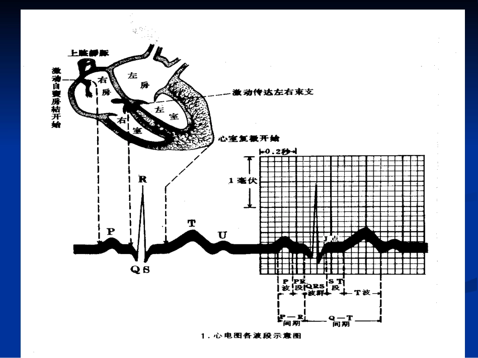 第二节-心电图的测量和正常数据_第3页