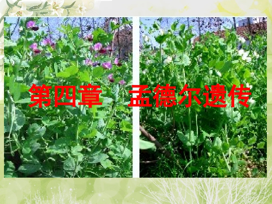 第四章-孟德尔遗传_第1页