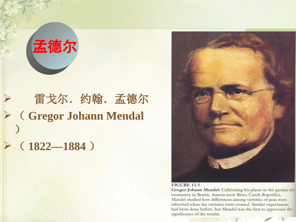 第四章-孟德尔遗传_第3页