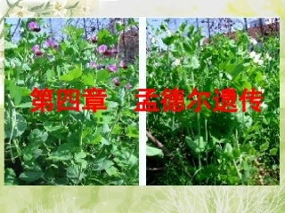 第四章-孟德尔遗传