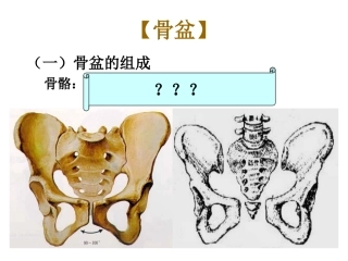 妇产科课件--骨盆内、外测量