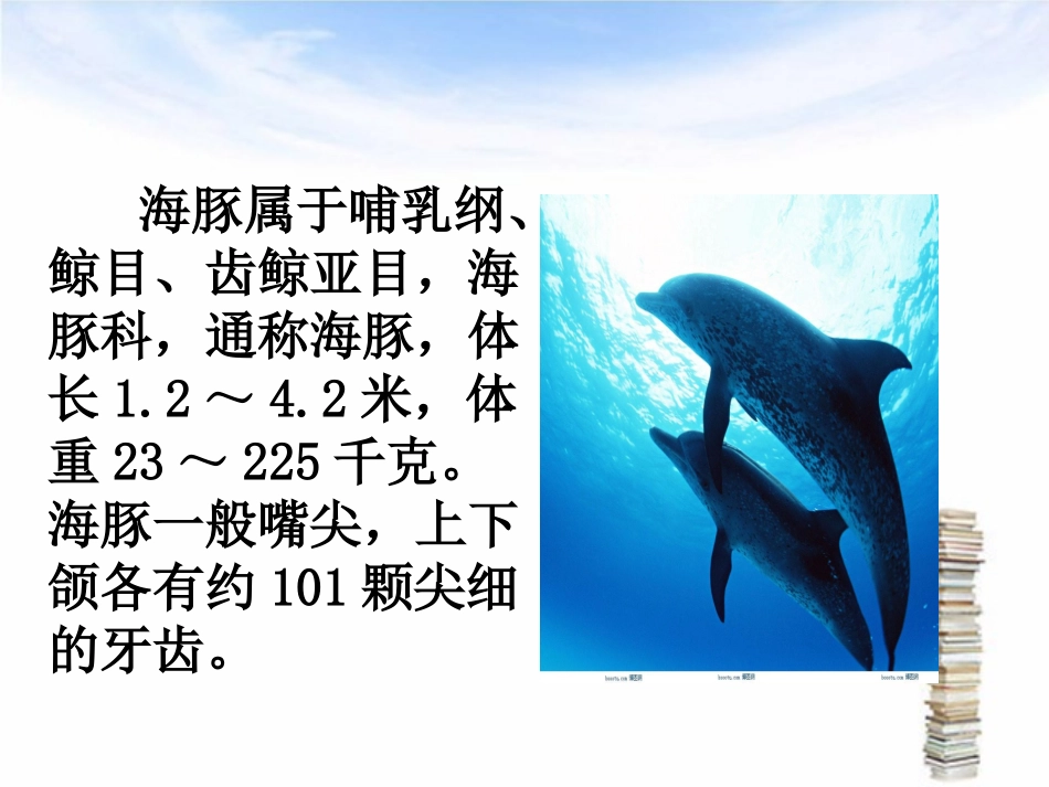 海豚介绍课件_第3页