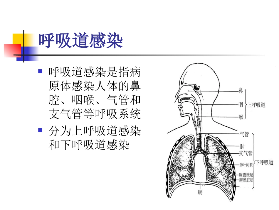 呼吸道病原体检测医学课件_第2页
