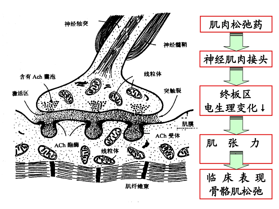 肌肉松弛药合理应用专家共识_第2页