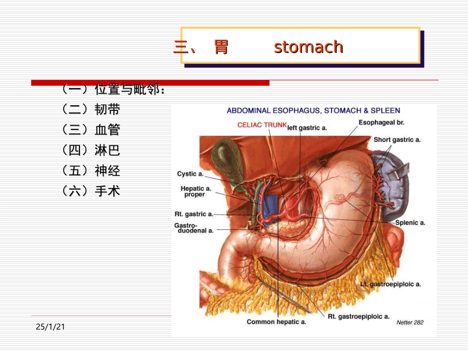 局部解剖学：胃的解剖_第2页