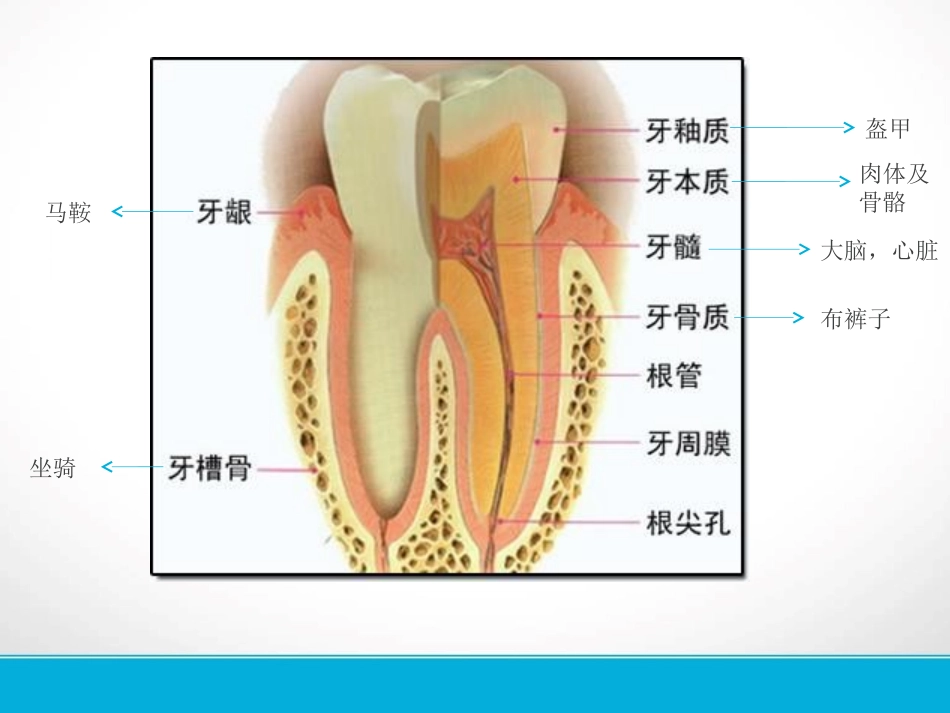 口腔科学第四章牙体牙髓病_第3页