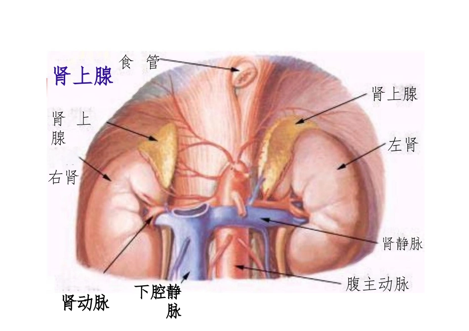 库欣综合征课件_第2页
