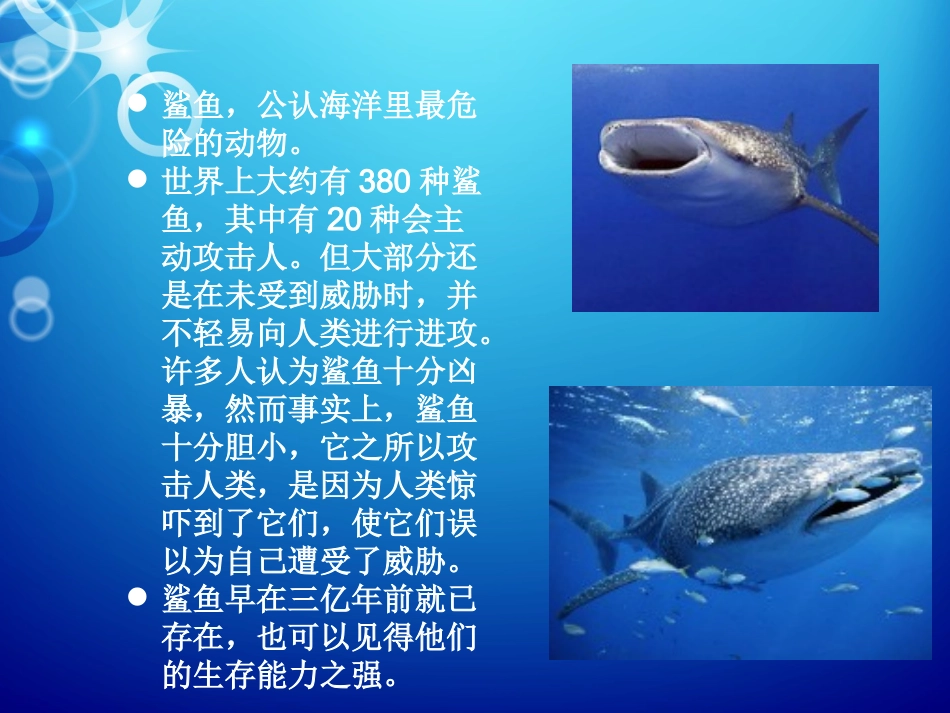 鲨鱼(丰富有趣的课堂)_第2页