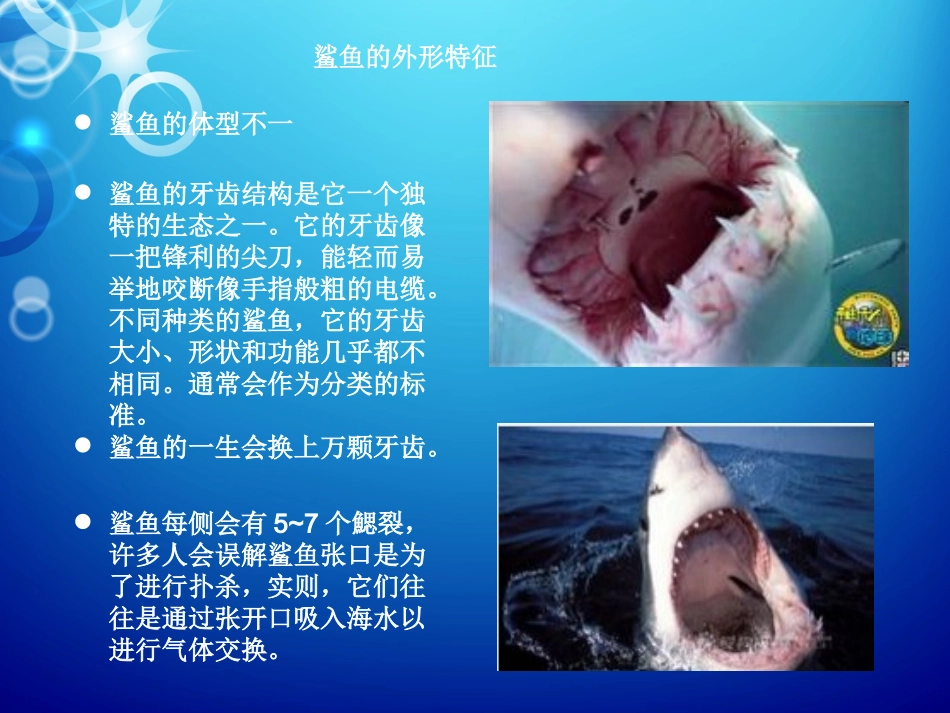鲨鱼(丰富有趣的课堂)_第3页