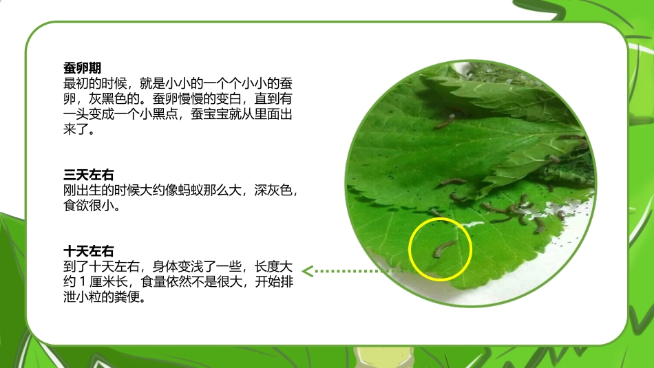 我的养蚕观察日记_第2页