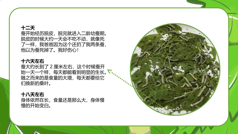 我的养蚕观察日记_第3页