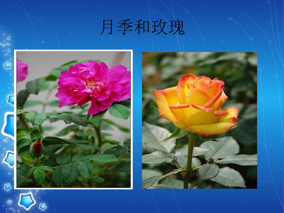 相似植物如何区别_第2页