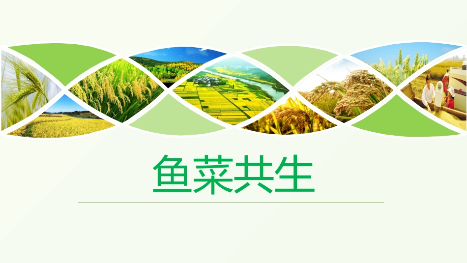 鱼菜共生课件_第1页