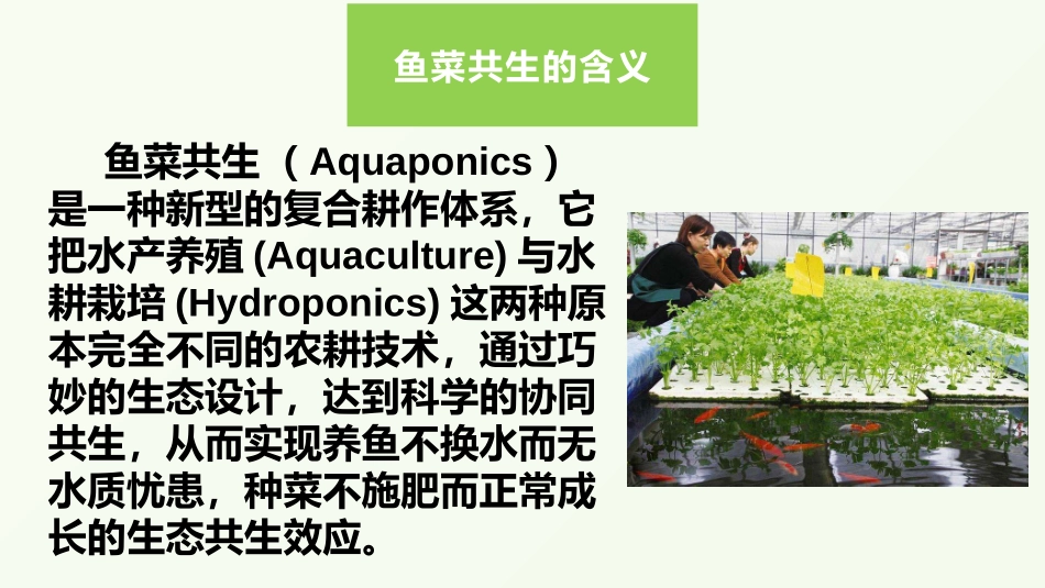 鱼菜共生课件_第2页